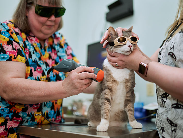 Laser Therapy for Cats