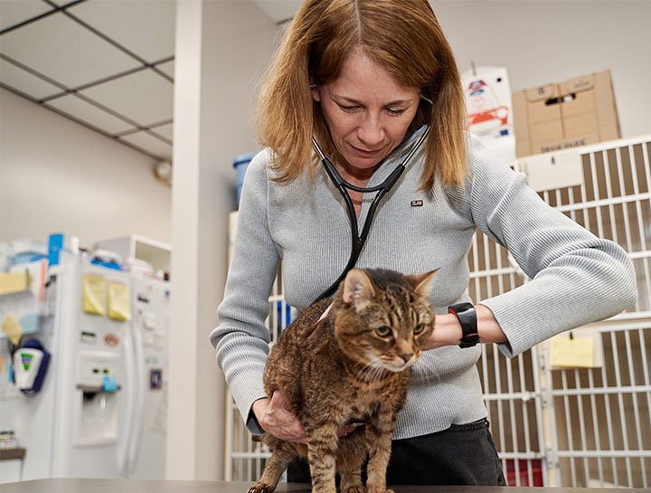 Raleigh Vet Exams