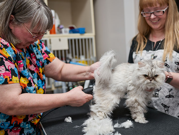 Pet Groomers